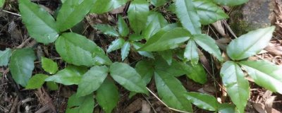 三叶青的种植前景,能卖到上千元一公斤