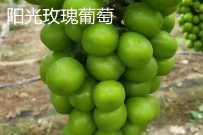 葡萄什么季节成熟,南方地区通常在6-7月份成熟