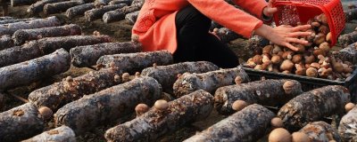 哪些因素会影响香菇的品质,水分、光照、温度等因素均会造成影响