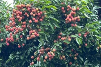 荔枝种植的注意事项,种植时间、密度、温度和水肥都需考虑