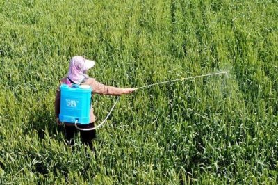 打芦苇用什么药,通常用草甘膦、草铵膦、硝•烟•莠去津等