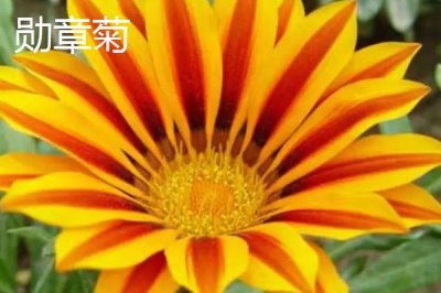 有哪些品质好的小菊系菊花种子,包括小丽花、姬小菊、金鸡菊等品种