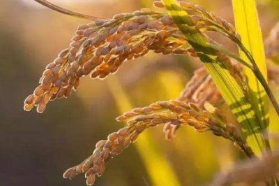 软华优815水稻种简介,每亩秧田播种量10千克