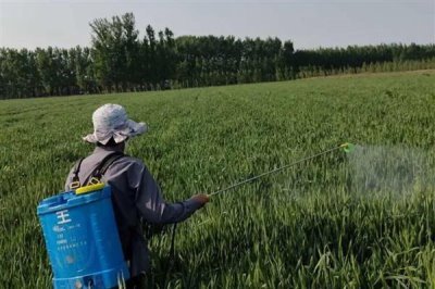 小麦除草剂可以和叶面肥混打吗,除草剂不可和叶面肥混合打