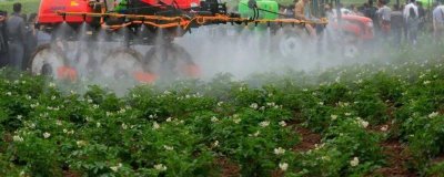 土豆何时需要控旺,最好是在植株地上部分刚封垄的时候