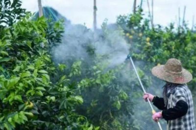 阿维菌素的作用,可有效灭杀鳞翅目害虫