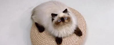 猫的品种,这五个品种各有各的优势与特点