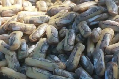 蛏子怎么养殖,无风时可交叉抛播幼苗