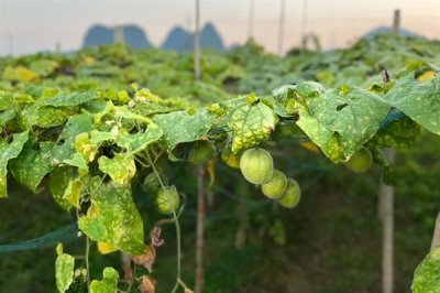 罗汉果的种植前景,加工品在市场上供不应求前景可观