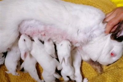 散养100只野兔的成本,总资金需要3万元左右