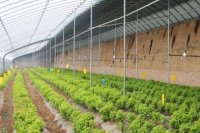 种植大棚蔬菜的成本和利润,初期每亩地的成本为7000元左右