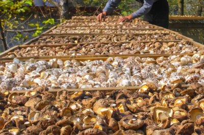 香菇种植多久上市,需要种植5-6个月左右