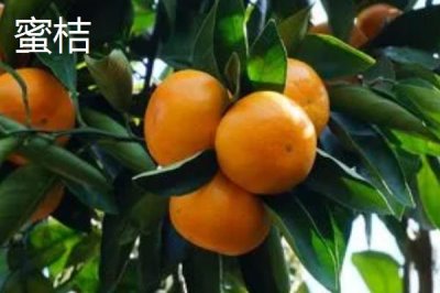 沙糖桔与蜜桔的区别,颜色、外观、口感都不同