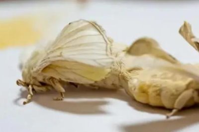 蚕羽化成蛾能存活多少天，一般只能活1-3天