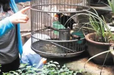 成年鹩哥一天喂多少次食,基本上每天要喂一到两次