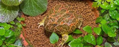 角蛙怎么饲养,每隔2天换一次水