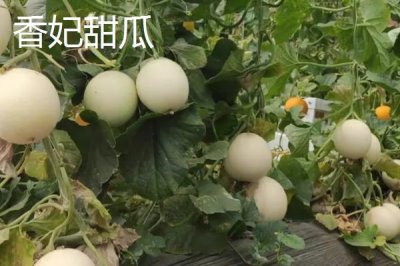 南方种甜瓜适合种什么品种,香妃、橙露、羊角蜜等品种皆可选择