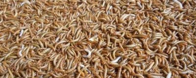 蛋白虫变成甲壳虫怎么饲养,需配备网筛供成虫产卵使用