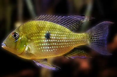 藩王食土鲷好不好养，饲养难度并不大