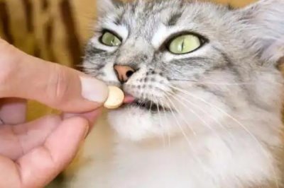 2个月大的猫咪吃什么，可以喂专用的幼猫粮