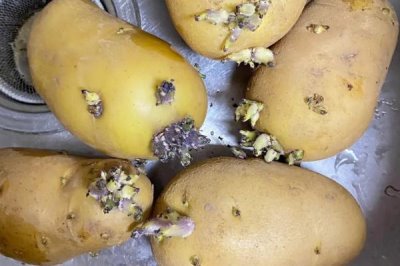 土豆发芽了还能吃吗,发芽且出现了黑斑腐烂现象便不能食用