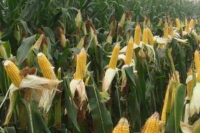 玉米授粉到成熟需要多少天,要50-60天左右