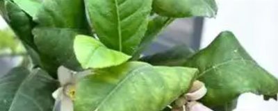 柠檬树叶子打卷的原因，可能是土壤不适或浇水不足所致