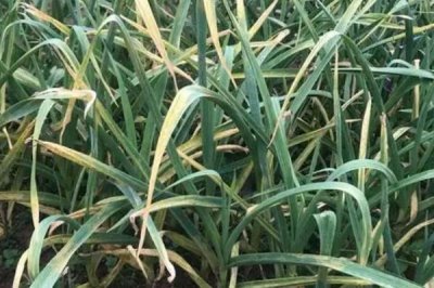 大蒜叶子有黄斑是什么病,可能是锈病或花叶病