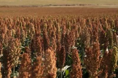 什么高粱亩产2000斤,目前没有亩产2000斤的品种