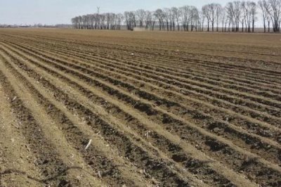 巨峰葡萄的冬季管理技术,需向园内施入充足的基肥