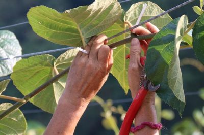 猕猴桃树的修剪技术,不同生长阶段的修剪方法不同