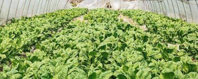 温室蔬菜冬季施肥注意事项,谨记以下十不宜