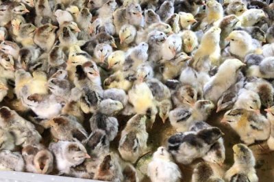 什么季节买鸡苗合适,一年四季买都是可以买的