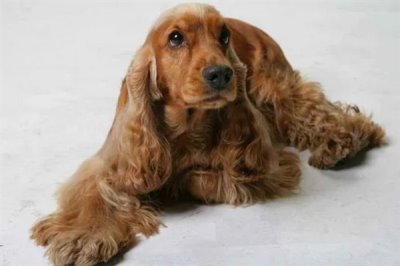 可卡的价格,市场上的常见品种一只需要800-2000元左右