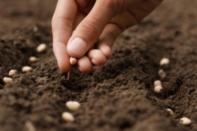 开春播种注意事项,首先应准备好的优质种子