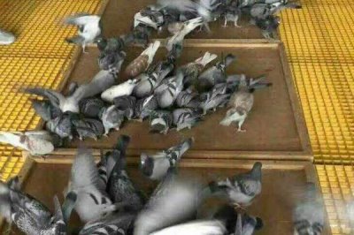 种鸽培育的注意事项,这四点需掌握