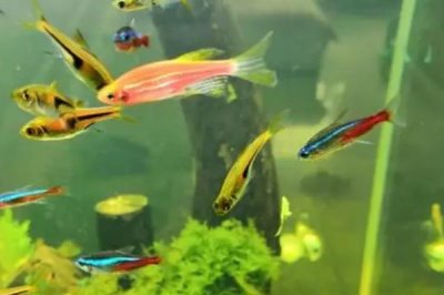 红斑马娃娃鱼好不好养，饲养难度大不适合新手