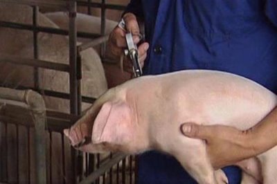 猪发烧能不能用青霉素加柴胡去治疗,二者搭配使用可以起到退烧效果