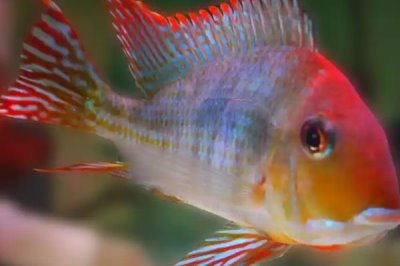 藩王食土鲷好不好养，饲养难度并不大