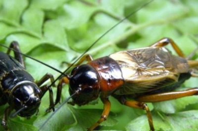 蟋蟀一直叫的原因,主要是为了争夺食物