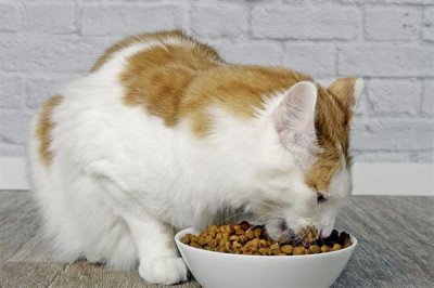 能不能使用塑料材质的猫食盘，长期使用容易导致猫咪黑下巴
