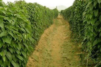 山药高产施肥技术,喜欢肥效较长的有机肥