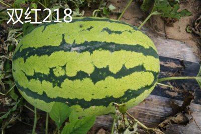 大型西瓜品种,这些品种最大可达40斤