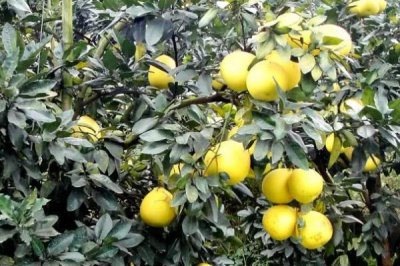 蜜柚为什么会出现药害以及怎么补救，可能是药物质量差、浓度过高等原因所导致