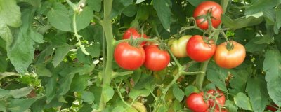 番茄的种植方法,苗期不可追肥