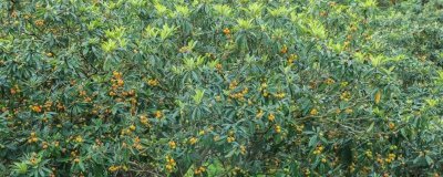 枇杷的管理方法,现核时要追施壮果肥