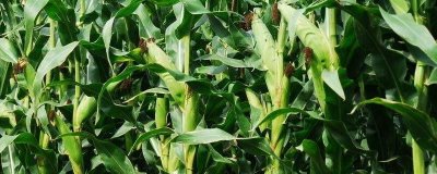 沈青520玉米种简介,密度4000株/亩左右