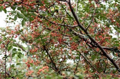 雨水多的地方可以种花椒吗，地块排水能力好也可以