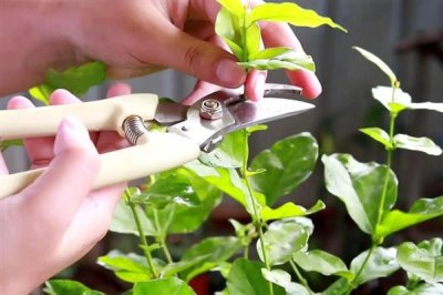 茉莉枝条怎么扦插，斜切枝条再插入土壤中可增加吸水面积