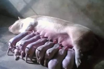 母猪正常一胎生几只，通常可产下10-14只幼仔